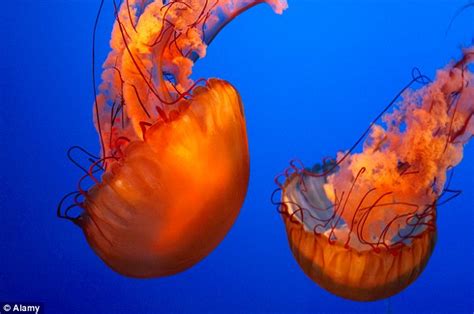 Five Year Old French Boy Dies From Box Jellyfish Sting In Island Of Koh