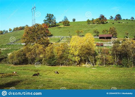 Green Pasture On A Ranchsunny Day In Autumnlivestock Grazing On A