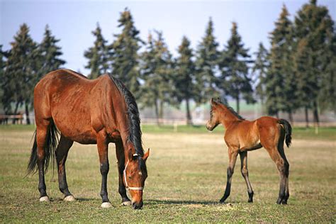 Mother And Baby Horse Stock Photos Pictures And Royalty Free Images Istock
