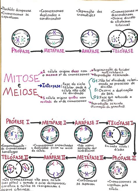 Mitose E Meiose Mapa Mental Biologia Porn Sex Picture