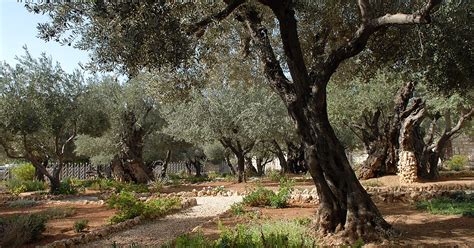 Garden Of Gethsemane In Jerusalem Israel Sygic Travel