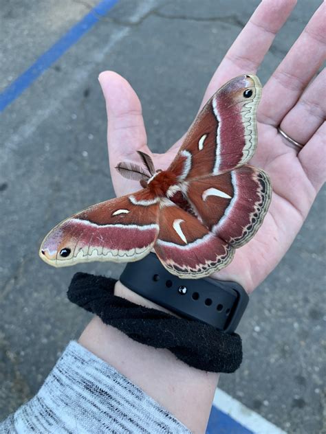 Friend Found This Beautiful Moth What Is It Northern California