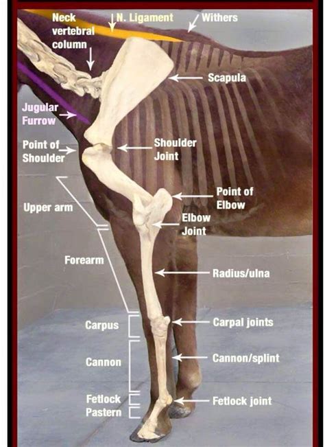 Shoulder Anatomy Horse Health Anatomy Equine Massage