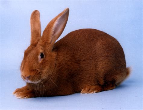 Maybe you would like to learn more about one of these? New Zealand Red | rabbits | Vetlexicon Lapis from ...