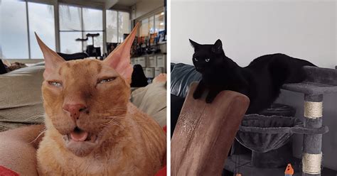 The Dumbest Things Cats Have Done Because Dumb Cats Deserve Love Too
