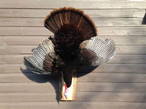 Other Turkey Mount Poses Stehlings Taxidermy