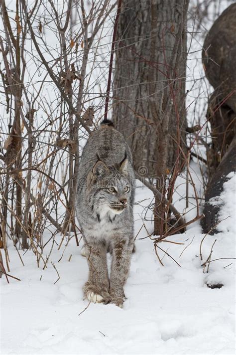 Canadian Lynx Lynx Canadensis Steps Down Hill Winter Stock Photo