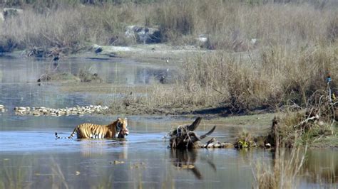 Indian Bengal Tiger In Népal Bardia National Park Stock Photo Image