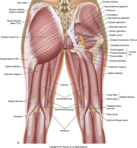 The pelvis at the greater sciatic notch. Intramuscular Tendon Strains in Hamstrings and Quadriceps