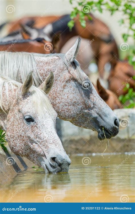 Herd Of Horses Drinking Water Stock Photo Image Of Freedom Horse