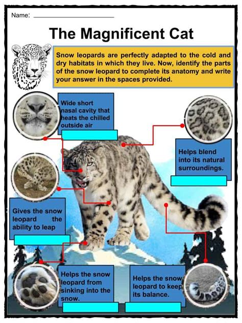Snow Leopard Facts Worksheets Diet Conservation And Reproduction For Kids