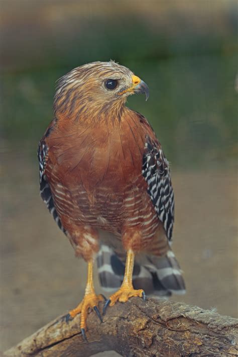 Red Shouldered Hawk Portrait Of A Red Shouldered Hawk Brian Cross