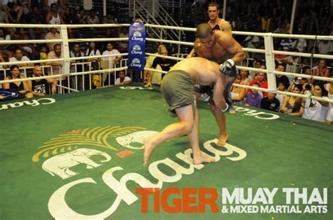 tiger muay thai and mma puts on another mma fight for patong phuket thailand tiger muay