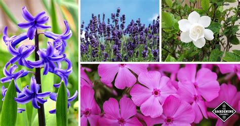 27 Best Fragrant Flowers To Grow In Your Garden Gardening Channel