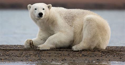 Photographing Polar Bears In Kaktovik Alaska Huffpost