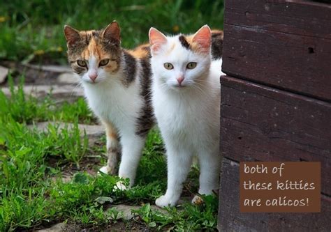 While some breeds are more likely to produce orange pigments rather than others, this is not a many orange cats will have white legs and a white underbelly. The Calico Cat - Cat Breeds Encyclopedia