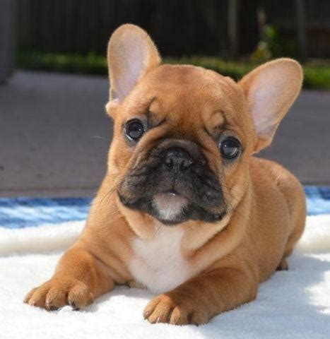 We have the best selection of pure bred puppies in san diego! Beautiful French Bulldog Females for Adoption for Sale in ...