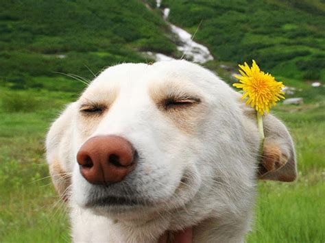 Adorable Shots Of Smiling Dogs That Will Make Your Day 100 Better