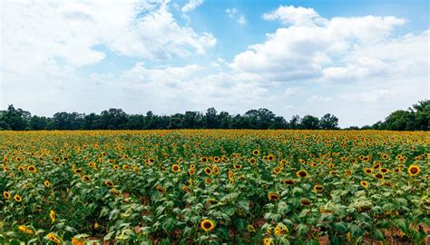 Sunflower Fields At Mckee Beshers In Maryland 2023 Guide