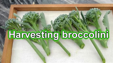 Harvest The Broccolini Growing Broccolini In Garden How To Grow