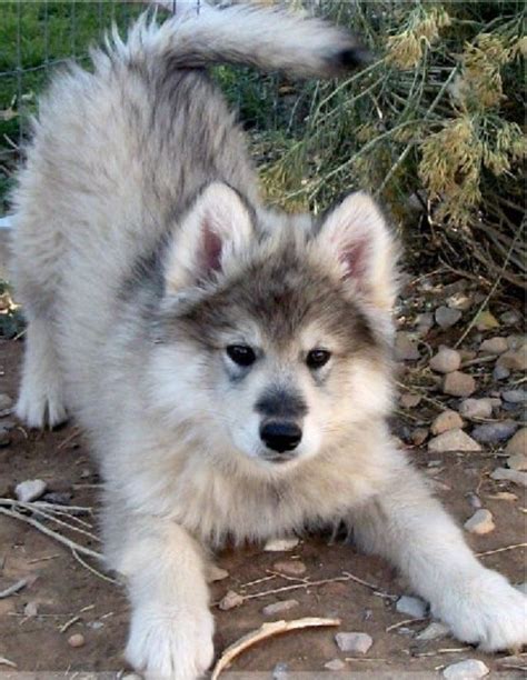 Alaska Get Alaskan Malamute Dog That Looks Like A Wolf 