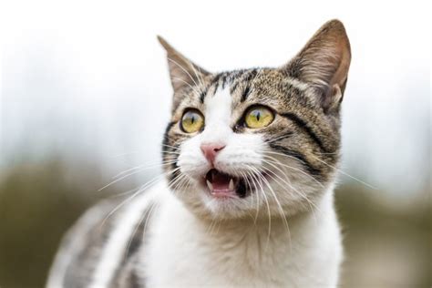 Why Is My Cat Drooling · Falls Village Vet Hospital