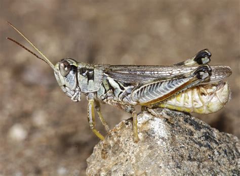 western drought brings another woe voracious grasshoppers sentinel colorado