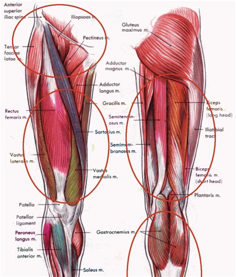 Leg Muscles Diagram Labeled Female Posterior Leg Muscles Labeled On