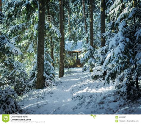 Bright Morning In The Wintry Forest Winter Landscape In The Snowy Wood