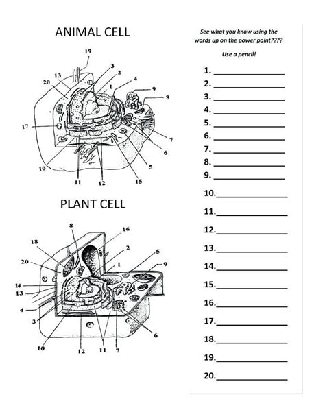 Plant And Animal Cells Worksheet Year 7