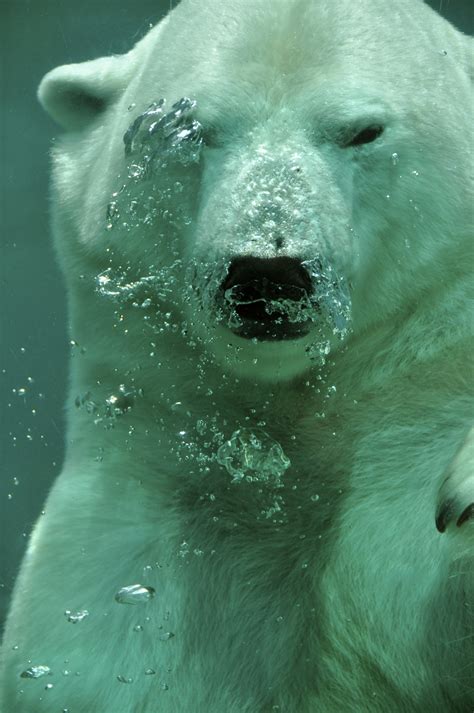 Hintergrundbilder Tiere Unterwasser Eisbären Arktis Bär