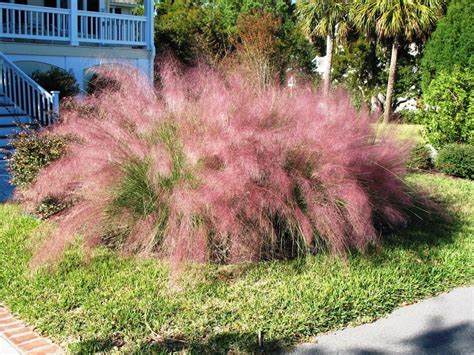 Learn When And How To Plant Pink Muhly Grass A Resilient