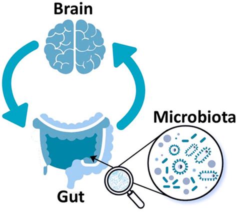 Gut Microbiomebrain Alliance A Landscape View Into Mental And