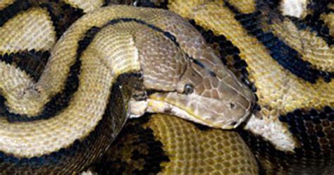 Python Eats Woman In Indonesia S Sulawesi Province As She Checks Her
