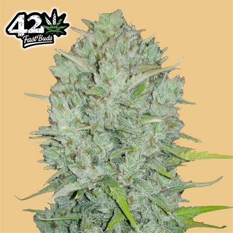 Fastbuds Seeds Stardawg Auto Cannabis Seeds Uk Skunkworks