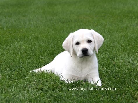 This litter will not last long so if interested please call as soon as possible. White Lab Puppies in Minnesota