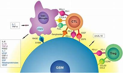 Immune Glioblastoma Tumor Gbm Associated Environment Evasion