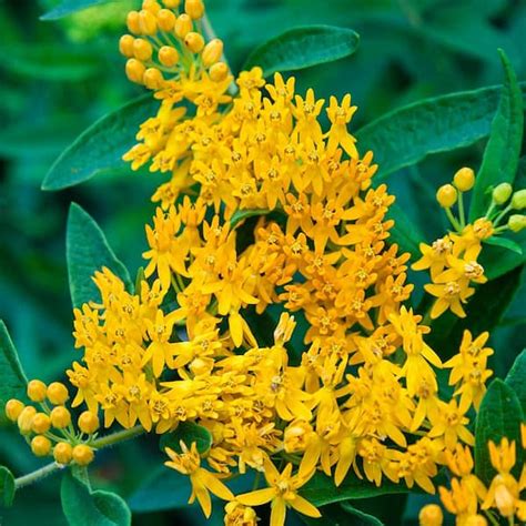 Spring Hill Nurseries Hello Yellow Butterfly Flower Asclepias Live