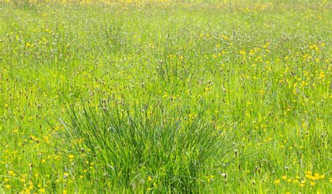 Typical British Field Of Meadow Grasses Stock Photo Image Of Closeup