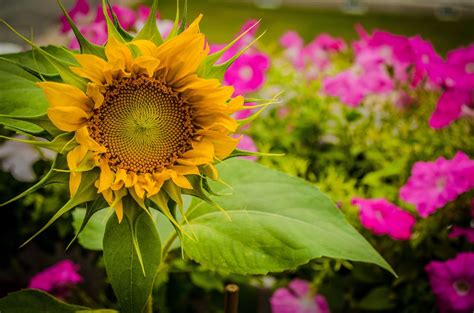 Sunflowers Closeup Hd Wallpaper Rare Gallery