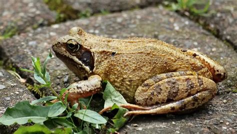 Frog Hibernation A Complete Guide Pets Hopes