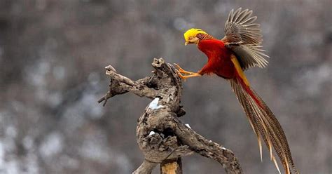 Phoenix stock photos and images (17,572). Rare birds caught on camera | China | Bastille Post