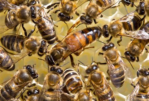 Why Do Bees Kill Their Queen Understanding This Fascinating Phenomenon