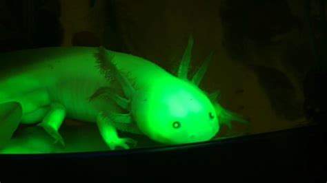 Connecticut College Chemistry Genetically Modified Glowing Axolotls