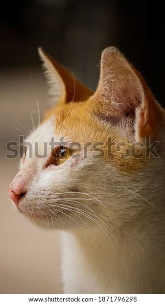 Domestic Cats Indonesian Beautiful Cats Your Stock Photo 1871796298