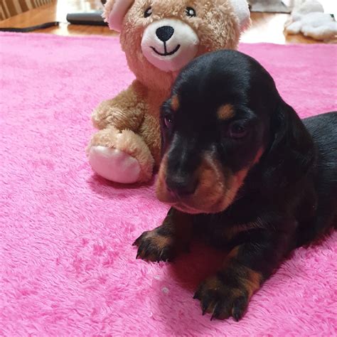 3 months old puppy, vaccinated and microchipped with a passport. Dachshund Puppies Available - Dachshund Puppies, Sweet ...
