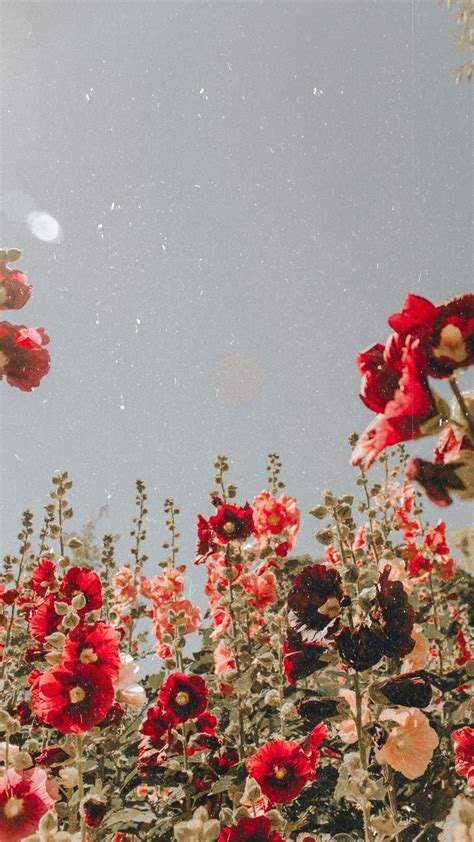The wallpaper iphone tumblr images on our pinterest account are also shared in order to ensure that people get this high level of interaction. red flowers #love | Flower aesthetic, Flower wallpaper ...