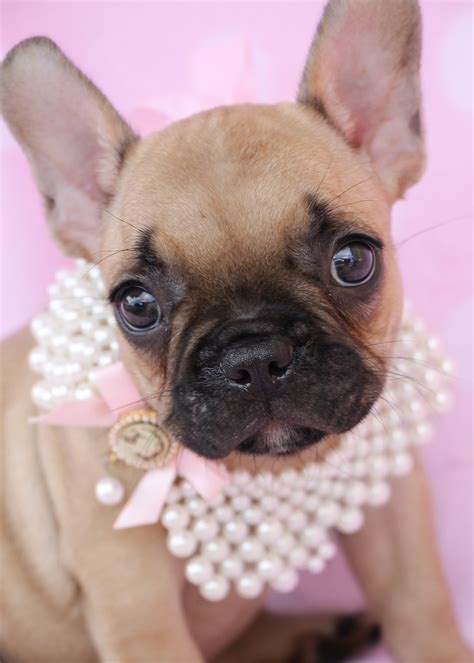Learn more about superior frenchies in new jersey. French Bulldog Frenchie Puppies at TeaCups | Teacups ...