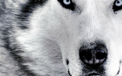 Free Download Nature Animals Dogs Husky Siberian Husky Wallpaper