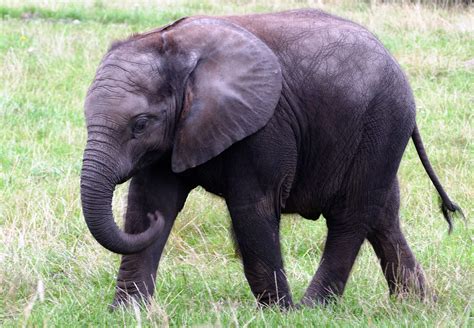 Animal Big Elephant Endangered Grass Herbivore Ivory Large